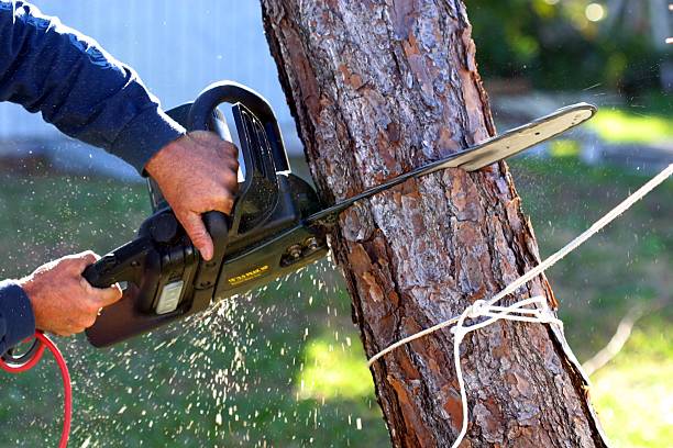 Professional Tree Care in Moa, UT